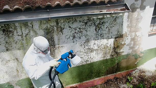 Trusted Attic Mold Removal service in Halethorpe, MD - Cheap Mold Removal